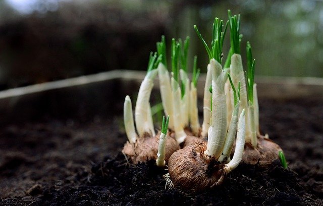 Bulbs sprouting in soil, growth from understanding your money scripts