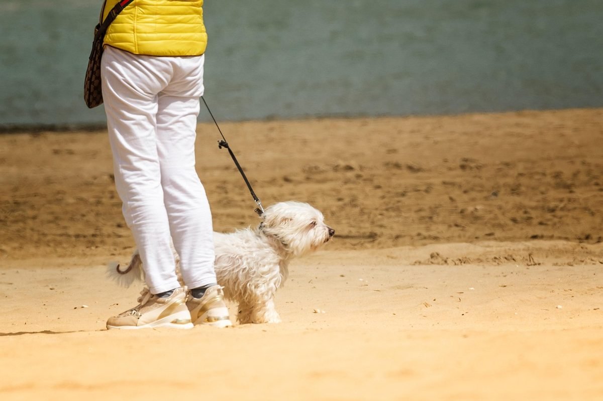 Person walking a dog, a simple pet-care option for side hustles 2026