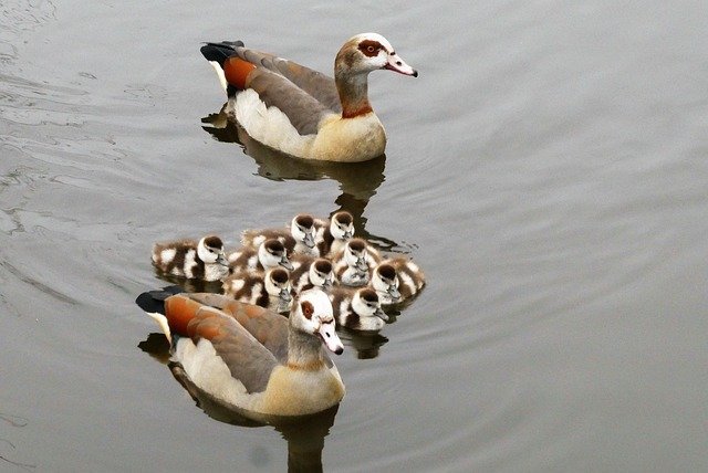 Ducks gliding on calm water, a steady pace for a 30-day financial anxiety plan