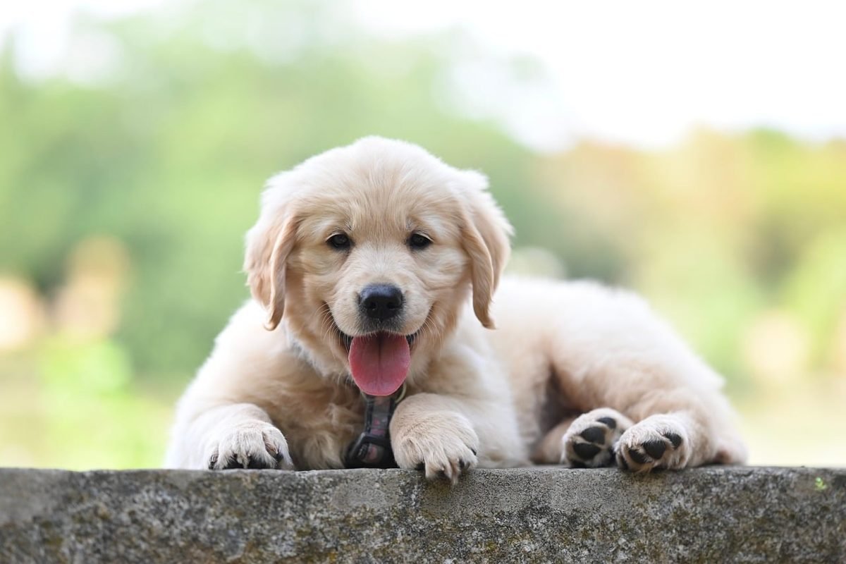 Golden retriever puppy, a dog-bite risk to weigh when asking do you need umbrella insurance