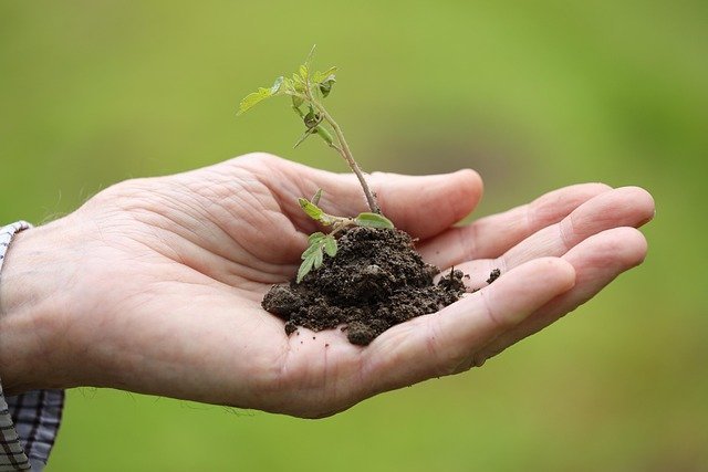 Hand holding a seedling, a small first step against financial anxiety