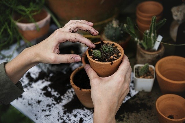 Hands repotting a plant, a picture of rewriting money scripts