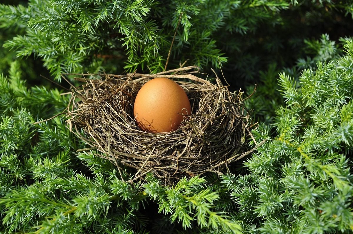 Nest with eggs, a symbol of investing for retirement