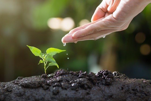 Seedling growing in soil, a symbol of passive income ideas that take time