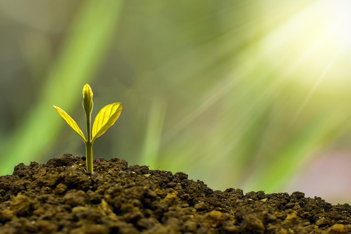 Seedling growing in soil to show compound interest at 25 over time