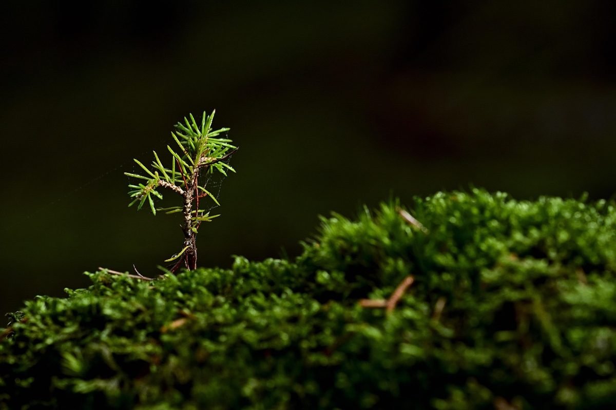 Seedling growing on moss like investing with $100 over time
