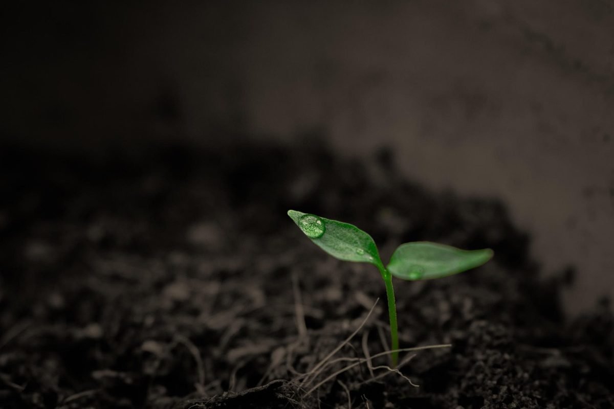 Seedling sprouting, growth from investing for retirement early