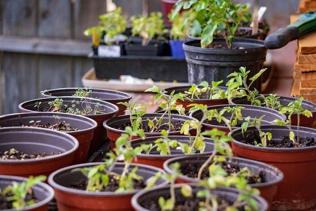 Seedlings in pots, a picture of tax-free growth when you open a Roth IRA