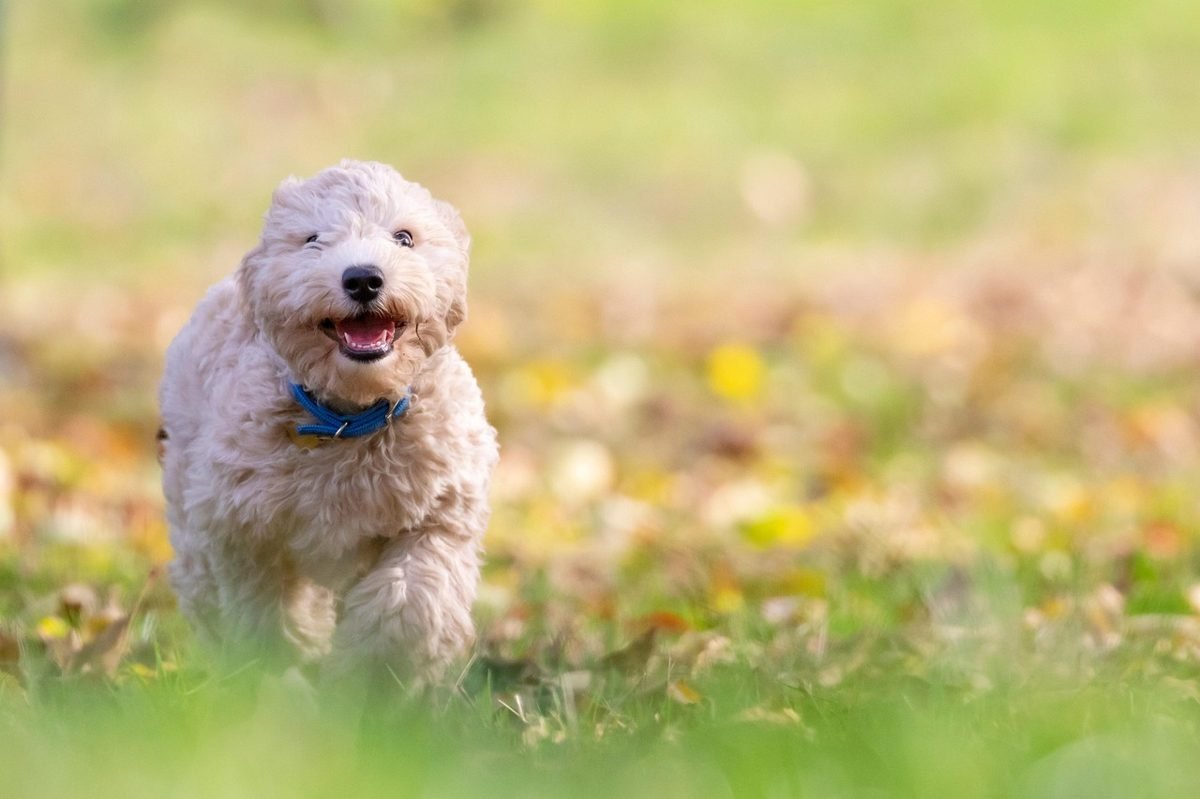 Dog running in a yard, a bite claim an umbrella policy may cover