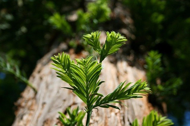 Young sprout growing, like the fixed rate that keeps working for an I bond versus treasury bills